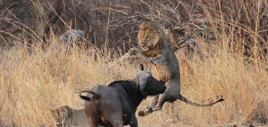 一头水牛向交配中的雄狮发起进攻并将其抛入半空