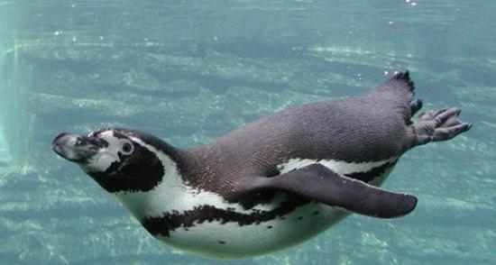 汉波德企鹅属濒危物种，估计数量已不足5万只。