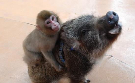 日本自然动物公园小猴子同野猪结下深厚友谊