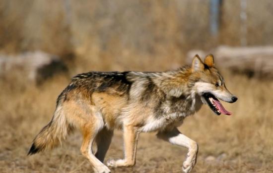 环保组织不满美国一项旨在扩大墨西哥狼合法漫步范围的新规定