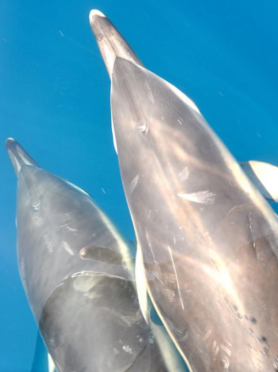 英国威尔士海域一群钓鱼爱好者偶遇数十条海豚