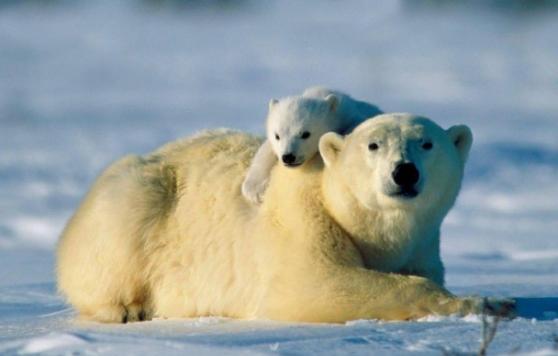 科学家指全球暖化令海冰减少，间接令北极熊食粮减少。
