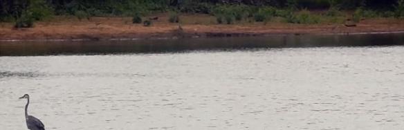 南非克鲁格国家公园惊现一只苍鹭在水面上滑行，原来站在河马的背上