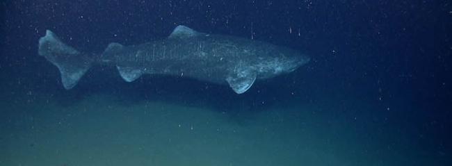 北大西洋发现512岁高龄的格陵兰鲨