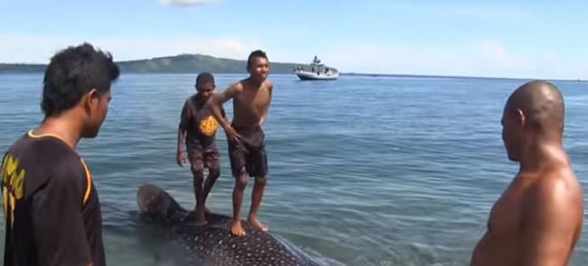 印尼渔夫抓小鲸鲨绑海边 俄罗斯旅客用75美元放回大海