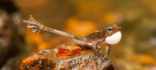 印度西部发现新品种青蛙 快速伸腿如跳舞
