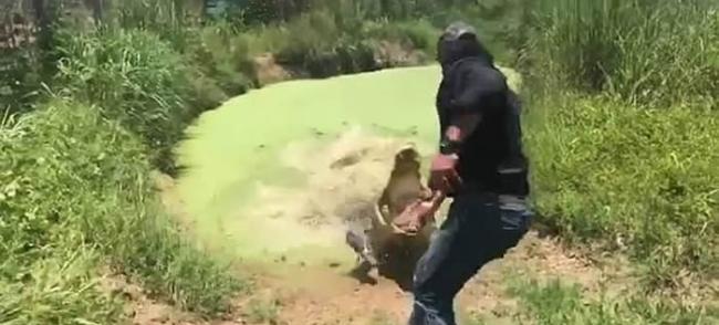 澳洲达尔文池塘巨鳄“公牛”猛张大口冒水面 喂饲男子受吓急逃