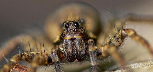 地面上的猎捕行为导致蜘蛛数量的暴涨