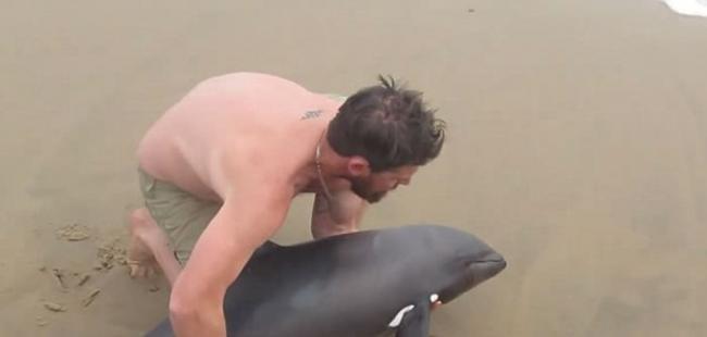 非洲纳米比亚男泳客看到小海豚搁浅海滩伸出援手，小海豚摆尾似感谢