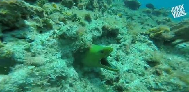 潜水员海底礁岩中偷摸海鳗 转头惊见身后洞口探出头来