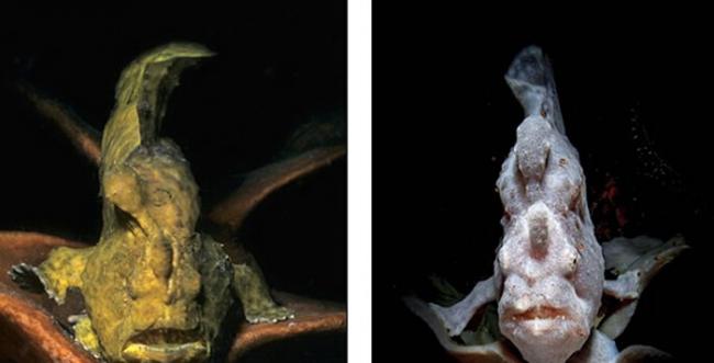 怪鱼图片引发网友热议，有人认为怪鱼更像外星生物。