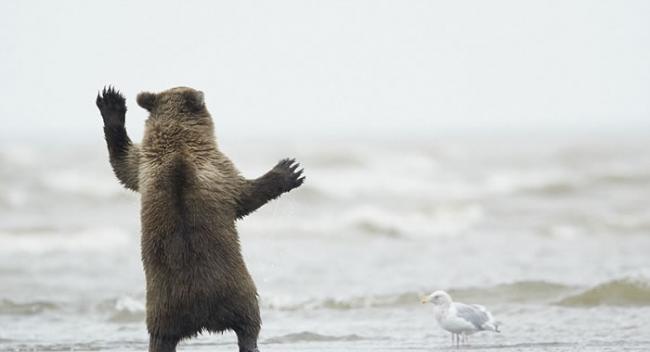 尽管海水已经袭来，但这只熊宝宝似乎并不介意双脚被沾湿。