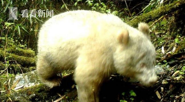 四川卧龙出现全球首例白色大熊猫身影
