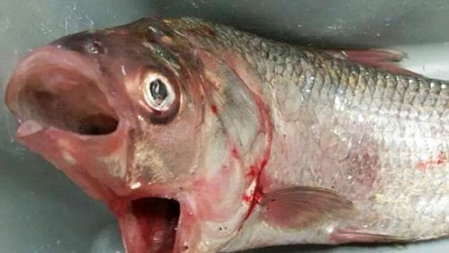 南澳大利亚渔民曾发现双口鳊鱼