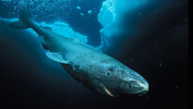 北大西洋发现512岁高龄的格陵兰鲨