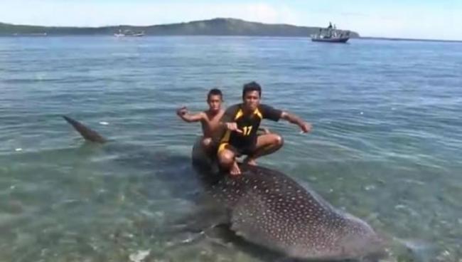 印尼渔夫抓小鲸鲨绑海边，俄罗斯旅客用75美元放回大海