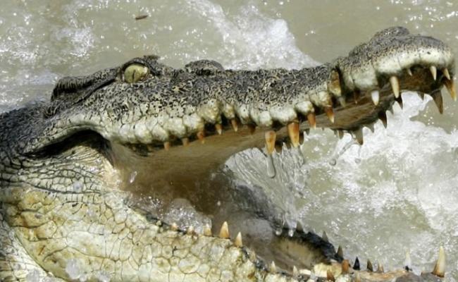 澳洲失踪七旬妇误堕“鳄鱼潭” 鳄鱼体内发现人体残肢