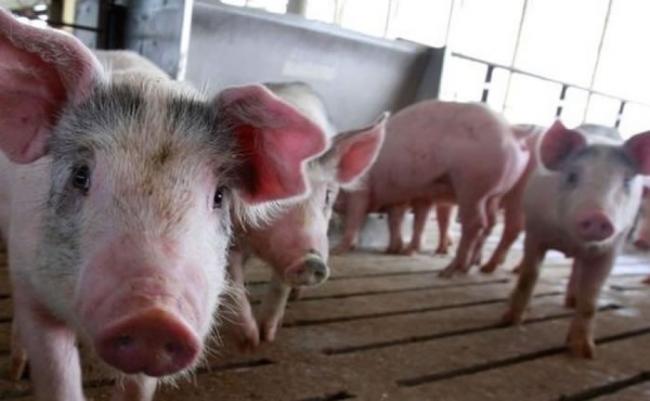 英国研究发现，猪和人类同样拥有个性，有时乐观，有时悲观。