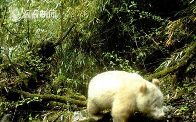 四川卧龙出现全球首例白色大熊猫身影