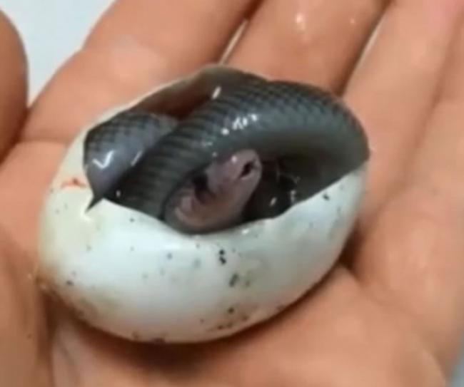 澳洲爬虫动物公园棕伊澳蛇宝宝刚破蛋壳就张开嘴巴打哈欠