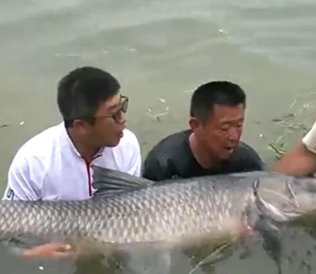 河南省信阳市民钓起近75公斤重巨大鲤鱼