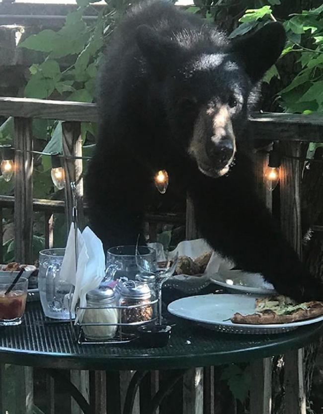 美国田纳西州盖特林堡黑熊爬进餐馆抢走顾客的披萨饼