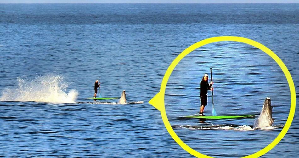 夏威夷海岸座头鲸浮出海面致身后划桨者似骑在鲸背上