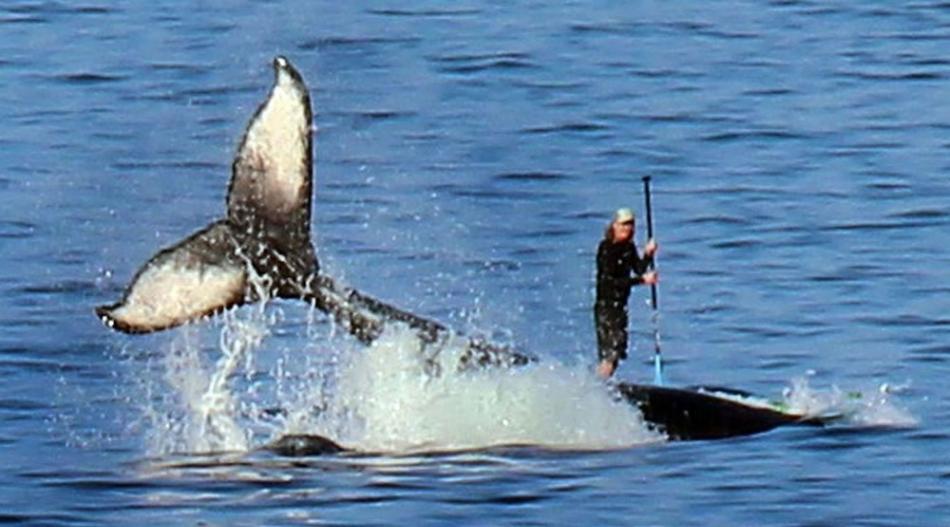 夏威夷海岸座头鲸浮出海面致身后划桨者似骑在鲸背上