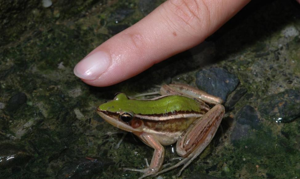 娇小的台北赤蛙，只有指头般大小，天敌很多，甚至成为大型蛙类的食物。照片：颜坤程提供。