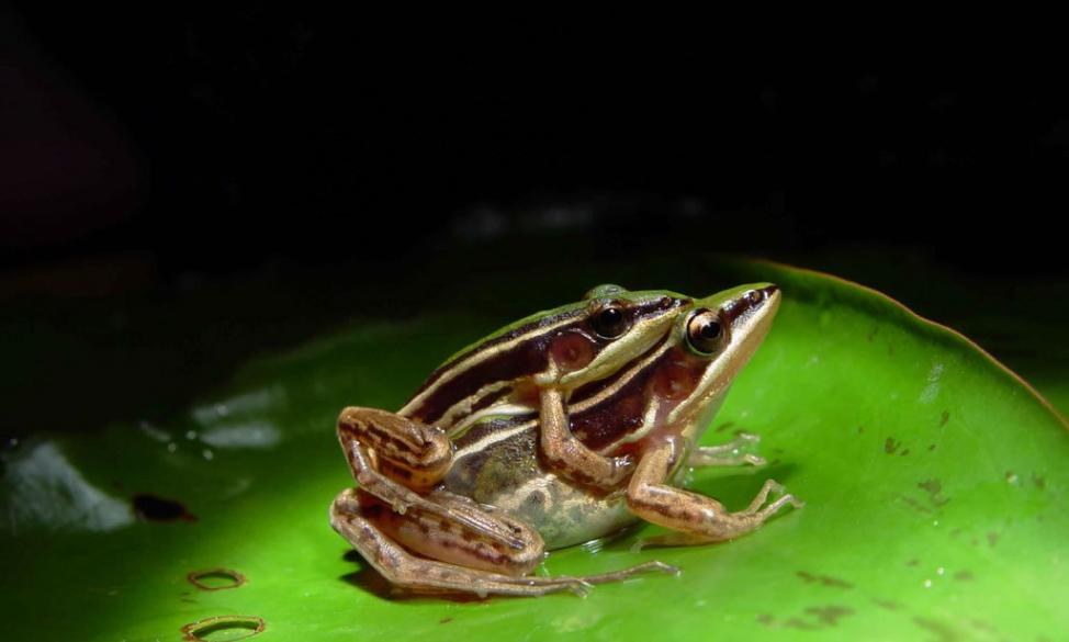 台北赤蛙，母蛙与公蛙（上）数量比例悬殊，野外繁殖数量逐年锐减，令人忧心。照片：动物园提供