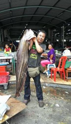 马来西亚乌也河的土著渔夫捕获1.8米长大鲇鱼