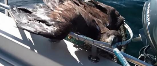 加拿大渔民从海上救下一只秃鹰