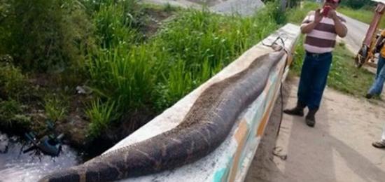 墨西哥塔巴斯科州村民打死一条巨蟒
