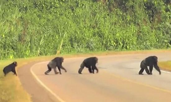 黑猩猩横过马路时会先望左右。