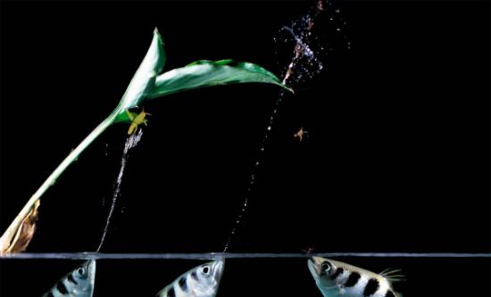 这种俗称「高射炮鱼」的射水鱼（Toxotes jaculatrix）在印尼击落昆虫。 Photograph by A&J Visage, Alamy