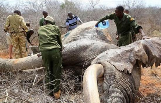 肯尼亚3只野生大象被盗猎者用毒箭射伤 自己走到附近庇护所寻求帮助