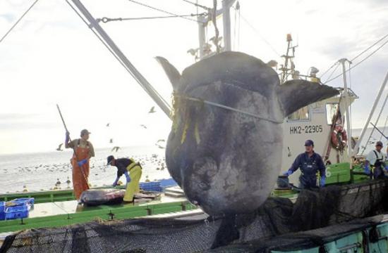 日本北海道函馆市海域捕获长逾3.5米重逾一吨的巨大翻车鱼