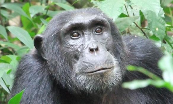 专家首次观察到黑猩猩会透过改变自己的行为，以适应繁忙道路。