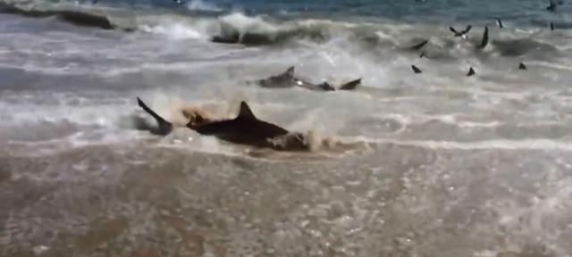 美国北卡罗莱纳州超过100只鲨鱼在浅滩上疯狂捕食蓝鱼