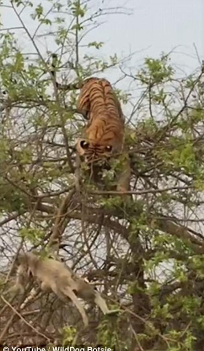 印度老虎爬树捉猴母子失手 跌到地面装成若无其事