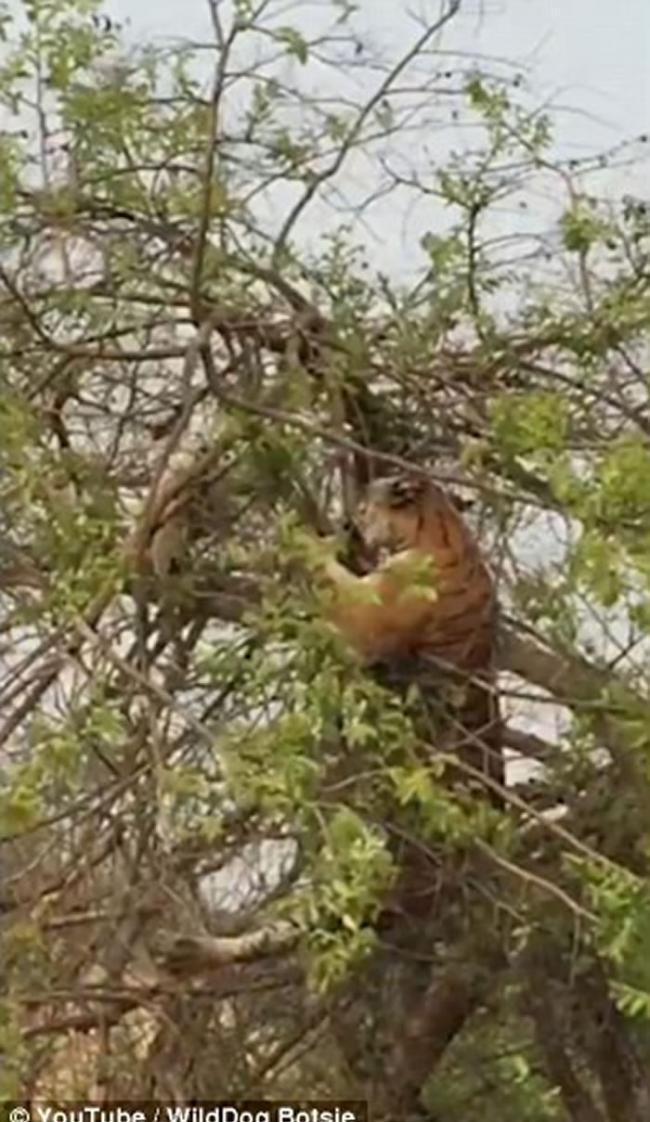 印度老虎爬树捉猴母子失手 跌到地面装成若无其事