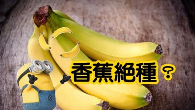 荷兰学者发表研究指香蕉将会灭绝