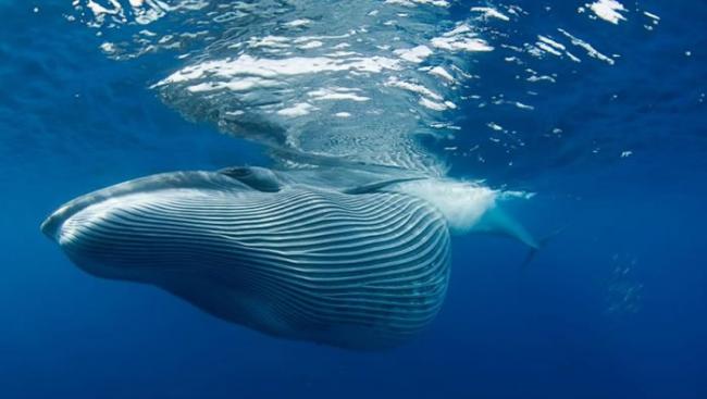 布氏鲸的体型庞大。