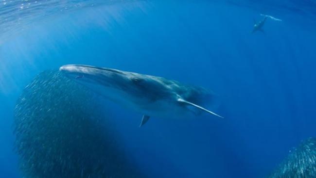 布氏鲸属于须鲸科。