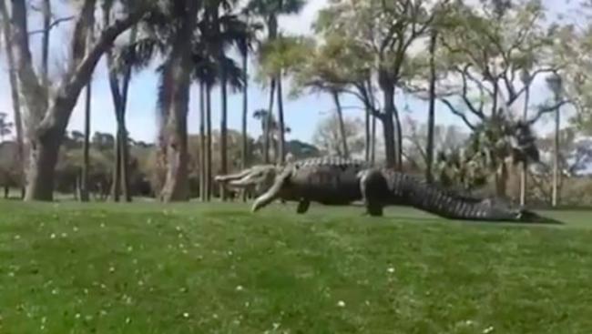 美国南卡罗莱纳州大得像恐龙的巨鳄闯高尔夫球赛场 球手急上车逃亡