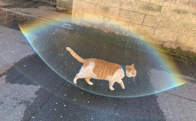 神仙下凡？日本肥猫拥彩虹“保护罩”
