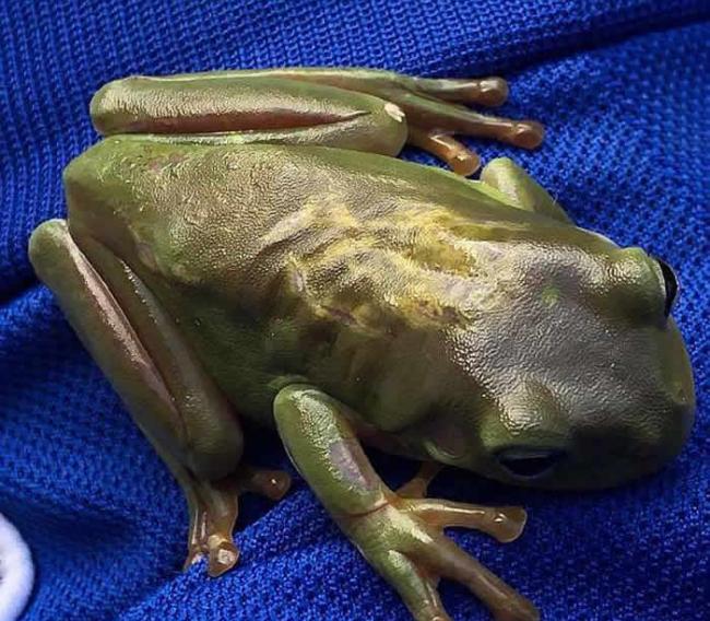 澳洲捕蛇人成功以心肺复苏法（CPR）救回蛇口中吐出的小树蛙