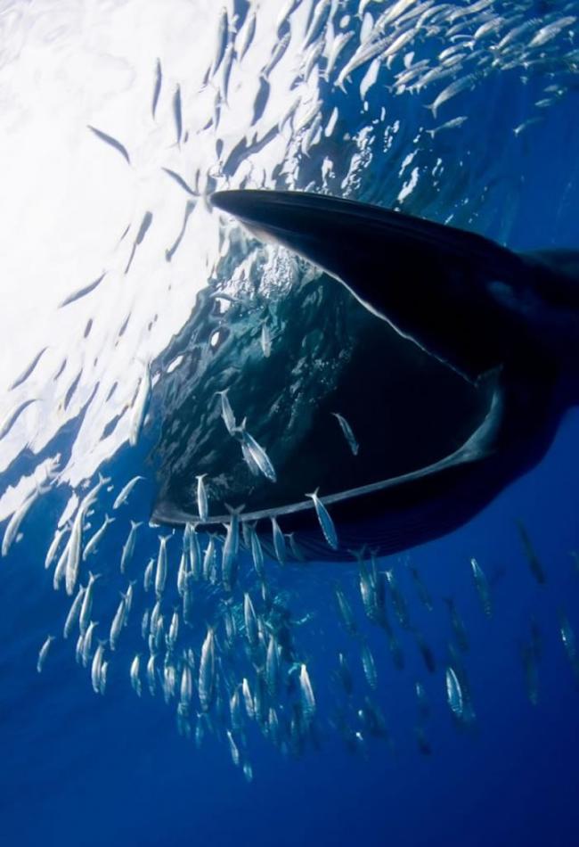 布氏鲸张开大口吸食水中的小鱼群。