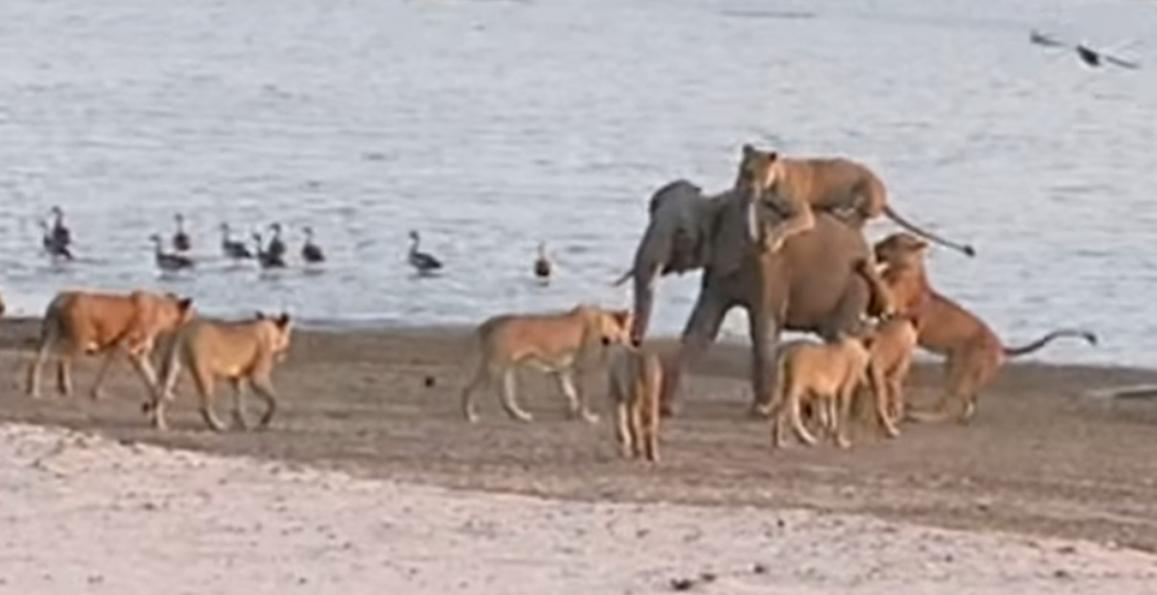 中非赞比亚小象从14只狮子口中脱险