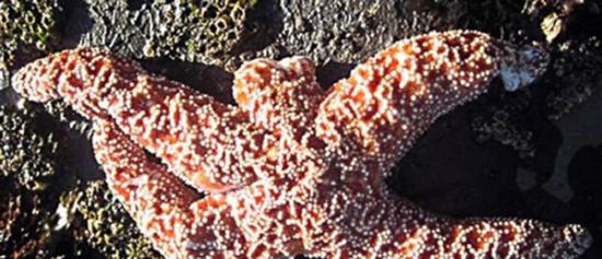 美国加州海域有数百只海星感染怪病，足部无故折断